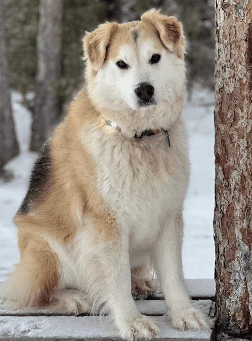 Chiens de traîneau et patrouilles des gardes de parc
